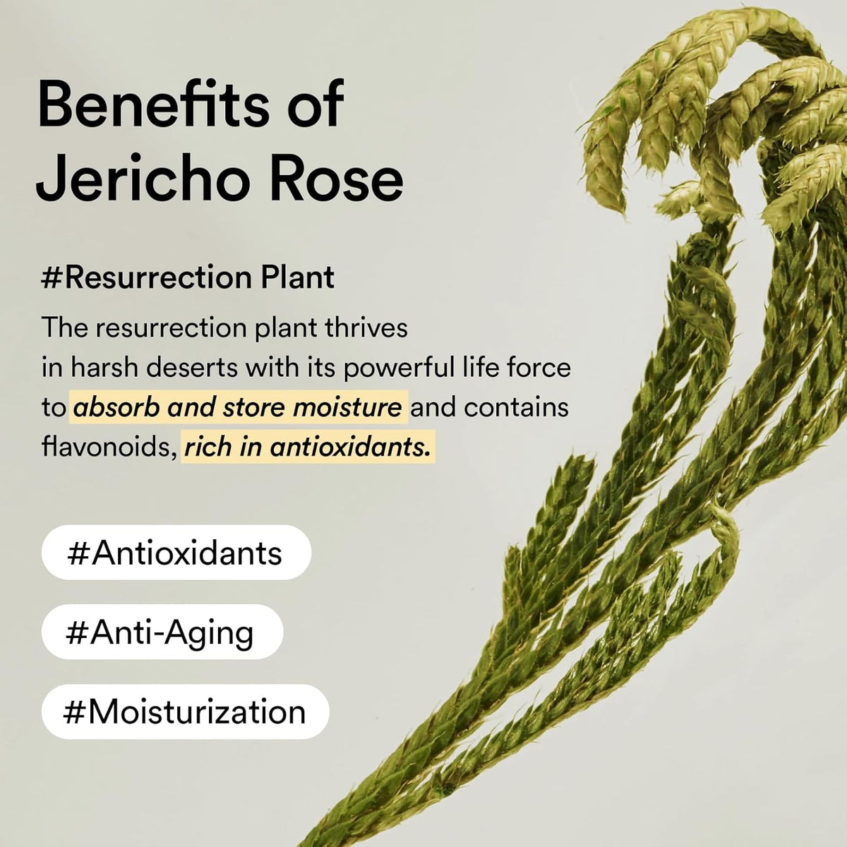 [ABIB] COLLAGEN EYE CRÈME JERICHO ROSE TUBE 30ml